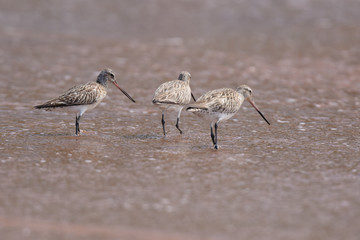 Bar-tailed Godwit, Limosa lapponica