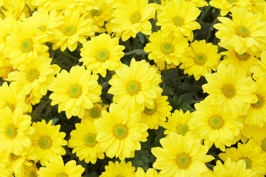 A beautiful yellow flower macro picture