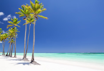 Coconut Palm trees on white sandy beach in Cap Cana, Dominican Republic