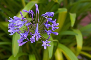 blaue schmucklilien / Blue jewelry lilies © carmenrieb