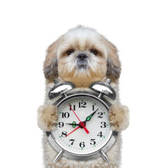 dog holding an alarm clock in his paws