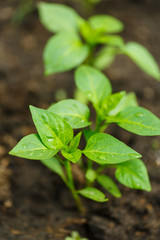 young peppers growing