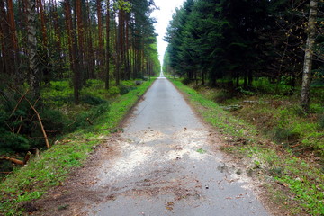 dirty asphalt road along green spring forest