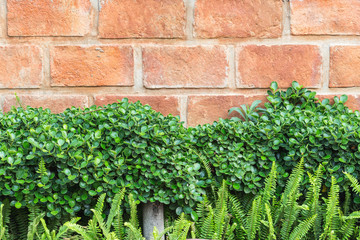 Pattern of green plant on wall texture background