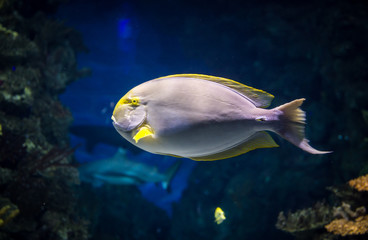 saltwater fish swimming in large aquarium