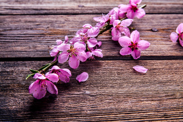 Peach blossom on old wooden background. Fruit flowers.
