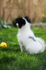 Obraz premium puppy with a ball