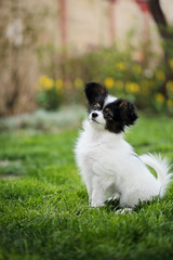 Obraz premium puppy on the grass 