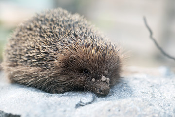 hedgehog on a stone
