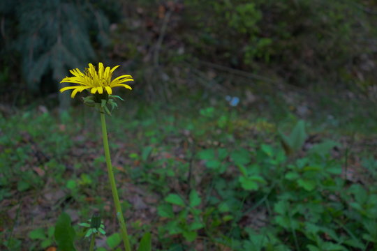 Fototapeta lonely blooming sow thistle on dark green forest shade closeup