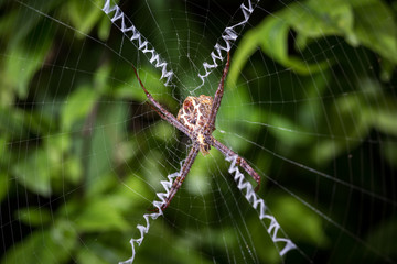 Close up spider on web in the garden