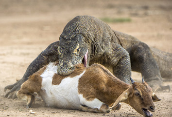 Fototapeta premium Attack of a Komodo dragon. The Komodo dragon ( Varanus komodoensis ) .