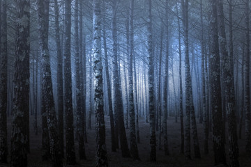 Mysterious foggy pine at dusk