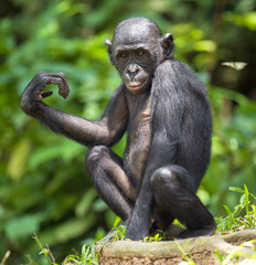 The close up portrait of Bonobo (Pan Paniscus) on the green natural background.