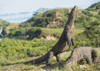 Komodo dragon stands on its hind legs and open mouth. The Komodo dragon ( Varanus komodoensis ) is the biggest living lizard in the world.