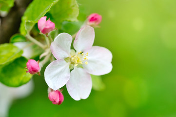 Apple flowers over natural green background