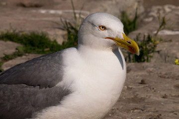 Silbermöwe im Kolosseum von Rom - von der Seite