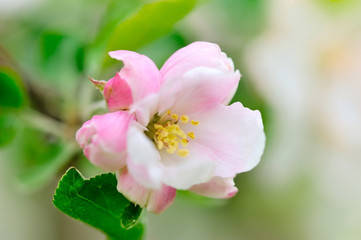 Fototapeta na wymiar Apple flowers over natural green background