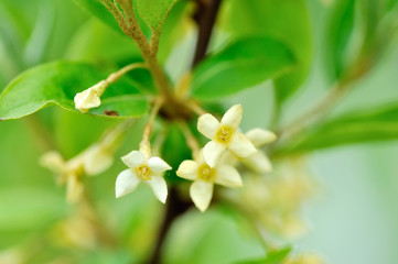 Close-up flowers Schisandra Chinensis in springtime