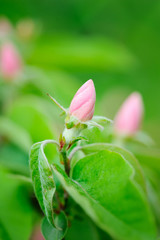 Branch with bud quince of oblong (Cydonia oblonga)