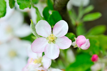 Fototapeta na wymiar Apple flowers over natural green background