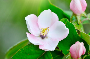 Naklejka na ściany i meble Branch of a blossoming quince of oblong (Cydonia oblonga)
