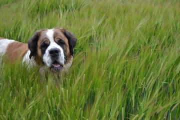 San Bernardo en un campo de trigo verde.