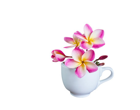 Isolated beautiful pink white yellow frangipani or plumeria bunc