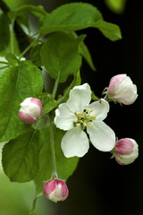 Obraz na płótnie Canvas blossoming apple tree in the garden