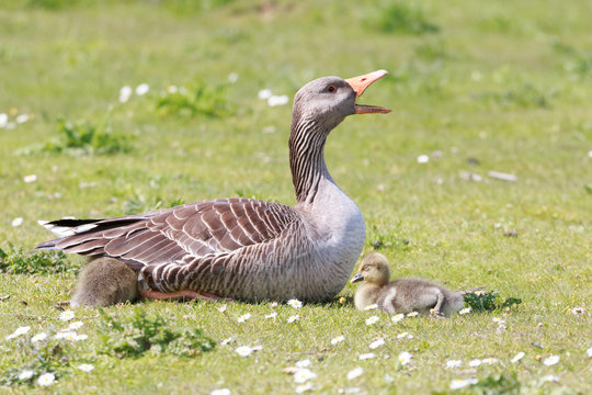 Greylag goose with goslings