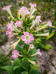 Closeup of Pink Tobacco Flower