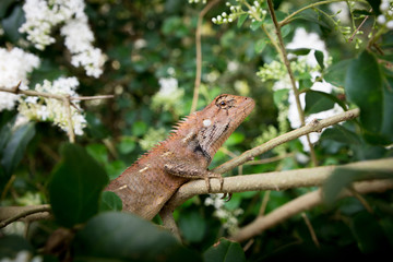 lizard in tree