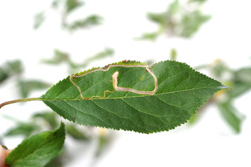 Stigmella malella - The banded apple pigmy on the apple leaf