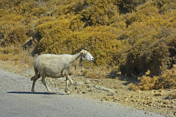 Obraz premium Greece_Lemnos Island