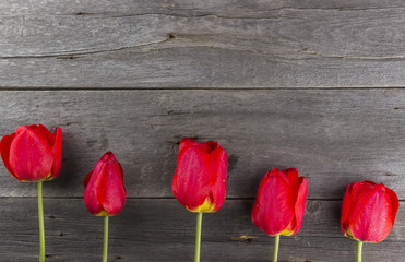 Fototapeta na wymiar Red tulips on a dark wooden background