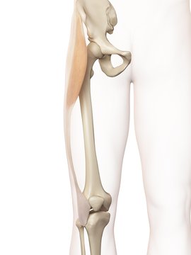 Human thigh muscle, illustration