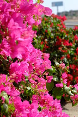 Obraz premium Lush blooming flower with colorful mix of summer flowers