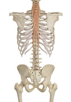 Human back muscles, illustration