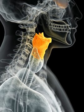 Human larynx, illustration
