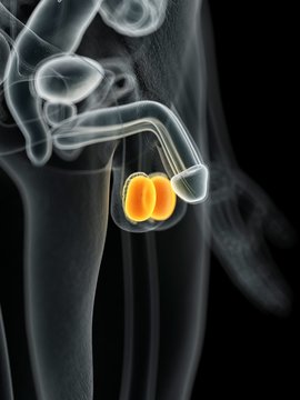 Male testicles, illustration