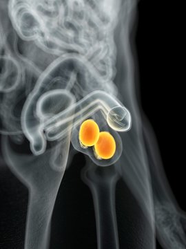 Male testicles, illustration