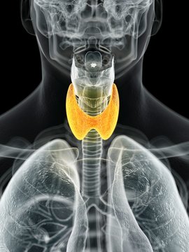 Human thyroid, illustration