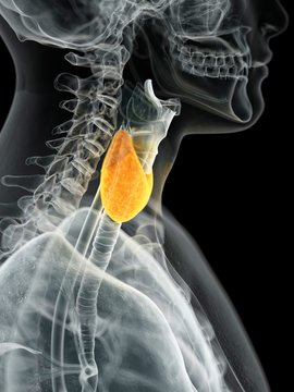 Human thyroid, illustration