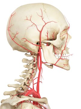 Human vascular system, illustration