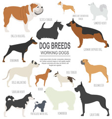 Dog breeds. Working (watching) dog set icon. Flat style