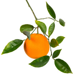 Branch with orange fruit.