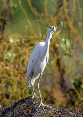 Adult Little Blue Heron (Sciencific name: Egretta caerulea) White morph.