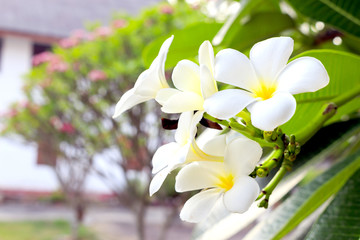 frangipani flower in garden, over nature light  [blur and select focus background]