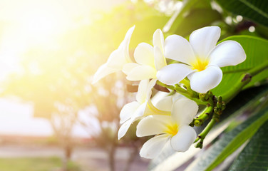 frangipani flower in garden over sunlight [blur and select focus background]
