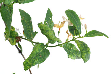 Aphids on a lonicera leaves traces feeding